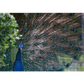 Cakapuzzle Tavuskuşu ve Harikulade Tüyleri 255 Parça Puzzle