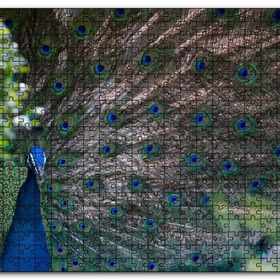 Cakapuzzle Tavuskuşu ve Harikulade Tüyleri Mdf 1000 Parça Puzzle