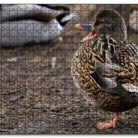 Cakapuzzle Tek Ayak Üzerinde Duran Ördek Yavrusu Mdf 1000 Parça Puzzle