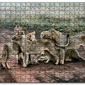 Cakapuzzle Toprak Yolun Ortasında Aslan Ailesi Mdf 1000 Parça Puzzle