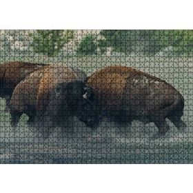 Cakapuzzle Toslaşan Bizonlar 120 Parça Ahşap Puzzle