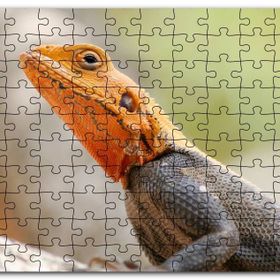 Cakapuzzle Turuncu Başlı Kertenkele Yakın Çekim Mdf 1000 Parça Puzzle