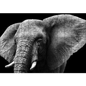 Cakapuzzle Yakın Plan Fil Siyah Beyaz 120 Parça Ahşap Puzzle