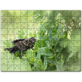 Cakapuzzle Yaprak Üzerinde Dinlenen Yeşil Kurbağa Mdf 500 Parça Puzzle