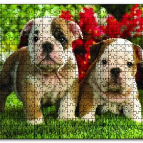 Cakapuzzle Yavru Bulldogs Ahşap 500 Parça Puzzle