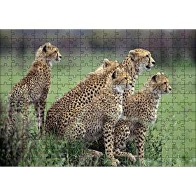 Cakapuzzle Yavrularına Eğitim Veren Anne Çita 120 Parça Ahşap Puzzle