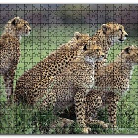 Cakapuzzle Yavrularına Eğitim Veren Anne Çita Mdf 255 Parça Puzzle