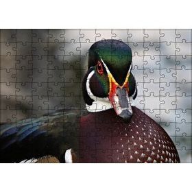 Cakapuzzle Yeşil Başlı Ördek Yakın Plan 120 Parça Ahşap Puzzle