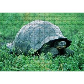 Cakapuzzle Yeşil Çayırdaki Kaplumbağa 120 Parça Ahşap Puzzle