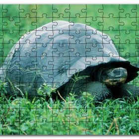 Cakapuzzle Yeşil Çayırdaki Kaplumbağa Mdf 500 Parça Puzzle