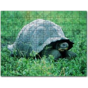 Cakapuzzle Yeşil Çayırdaki Kaplumbağa Mdf 500 Parça Puzzle