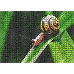 Cakapuzzle Yeşil Yaprak Üzerindeki Salyangoz Yakın Çekim Mdf 1000 Parça Puzzle