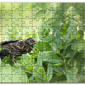 Cakapuzzle Yeşil Yaprakların Arasındaki Bıldırcın Mdf 500 Parça Puzzle