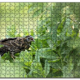 Cakapuzzle Yeşillikler İçinde Sığırcık Kuşu Görseli Mdf 120 Parça Puzzle