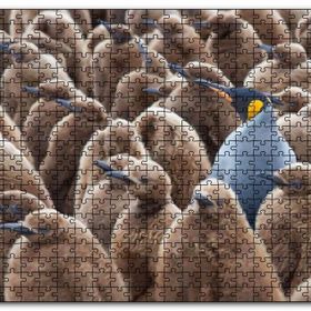 Cakapuzzle Yetişkin Kral Penguven Yavru Penguenler Görseli Mdf 1000 Parça Puzzle