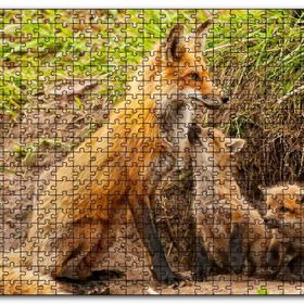 Cakapuzzle Yuvanın Girişinde Anne Tilki ve Yavruları Mdf 1000 Parça Puzzle