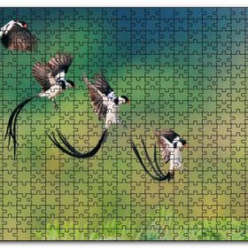 Cakapuzzle Zaman Atlamalı Fotoğrafçılık Kuş Görseli Mdf 120 Parça Puzzle