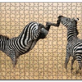 Cakapuzzle Zebranın Tehlikeli Tekmesi Mdf 500 Parça Puzzle