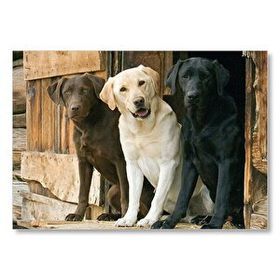 Cakatablo Kahve Krem ve Siyah Labradorlar Duvar Saati