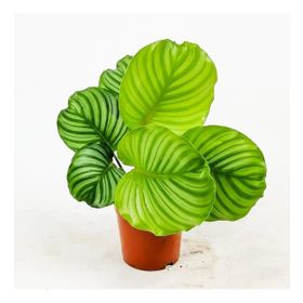 Calathea Orbifolia Kalatya