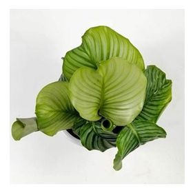 Calathea Orbifolia Kalatya