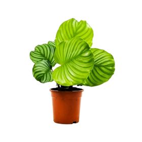 Calathea Orbifolia Kalatya