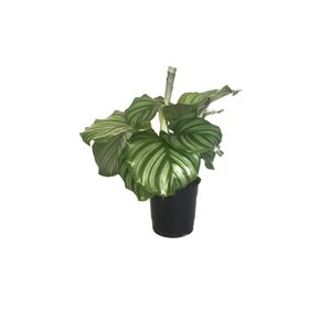 Calathea Orbifolia Kalatya