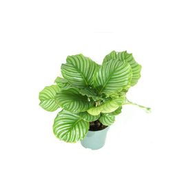 Calathea Orbifolia Kalatya