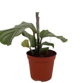 Calathea Orbifolia Kalatya