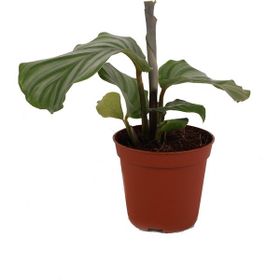Calathea Orbifolia Kalatya