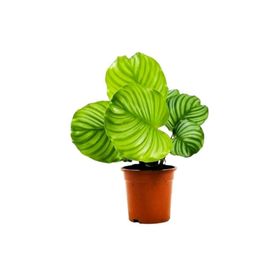 Calathea Orbifolia Kalatya