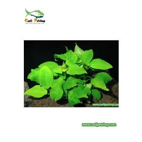 Canlipetshop Anubias Barteri Var Nana 1 Adet 3-4 Yapraklı Akvaryum Bitkisi