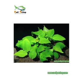 Canlipetshop Anubias Barteri Var Nana 1 Adet 3-4 Yapraklı Akvaryum Bitkisi