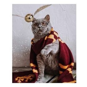 Canvas Hobby Atkılı Kedi 70 x 90 cm Kasnaklı Sayılarla Boyama Seti
