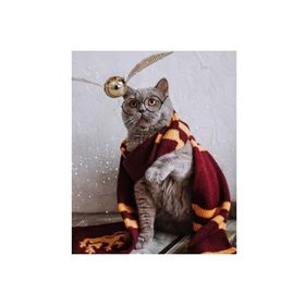 Canvas Hobby Atkılı Kedi 70 x 90 cm Kasnaklı Sayılarla Boyama Seti