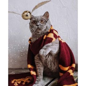 Canvas Hobby Atkılı Kedi Kasnaklı 100 x 140 cm Sayılarla Boyama Seti