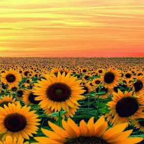 Canvas Hobby Ayçiçek Tarlası Kasnaklı 100 x 140 cm Sayılarla Boyama Seti