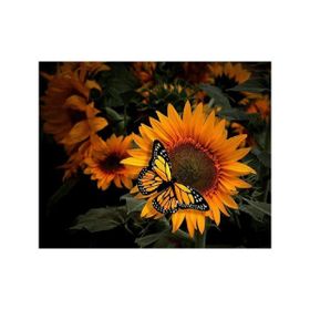 Canvas Hobby Ayçiçek ve Kelebek Kasnaklı 100 x 140 cm Sayılarla Boyama Seti