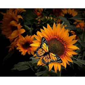 Canvas Hobby Ayçiçek ve Kelebek Kasnaklı 100 x 140 cm Sayılarla Boyama Seti