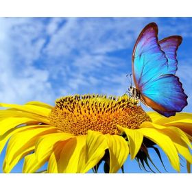 Canvas Hobby Ayçiçek ve Kelebek Kasnaklı 60x75 cm Sayılarla Boyama Seti