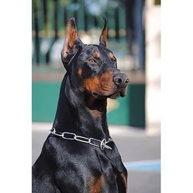 Canvas Hobby Canvas Doberman 50x65 cm Rulo Sayılarla Boyama Seti