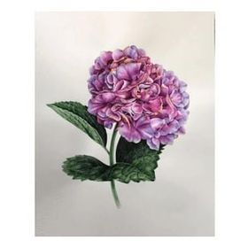 Canvas Hobby Canvas Güzel Ortanca 1 70 x 90 cm Kasnaklı Sayılarla Boyama Seti
