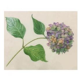 Canvas Hobby Canvas Güzel Ortanca 2 50 x 65 cm Kasnaklı Sayılarla Boyama Seti