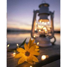 Canvas Hobby Canvas Işıltılı Kasımpatı 70 x 90 cm Kasnaklı Sayılarla Boyama Seti