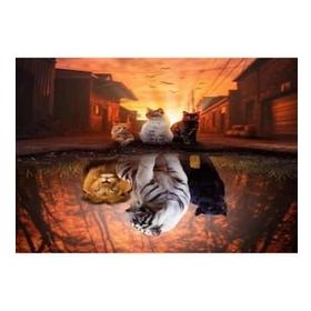 Canvas Hobby Canvas Kedilerin Yansıması 40 x 50 cm Kasnaklı Sayılarla Boyama Seti