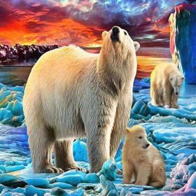 Canvas Hobby Canvas Kutup Ayıları 90 x 110 cm Kasnaklı Sayılarla Boyama Seti