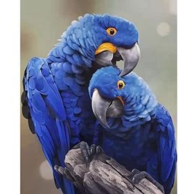 Canvas Hobby Canvas Papağan 60 x 75 cm Kasnaklı Sayılarla Boyama Seti