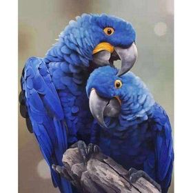 Canvas Hobby Canvas Papağan 60 x 75 cm Kasnaklı Sayılarla Boyama Seti