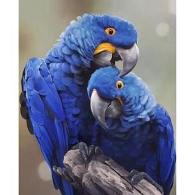 Canvas Hobby Canvas Papağan 70 x 90 cm Kasnaklı Sayılarla Boyama Seti