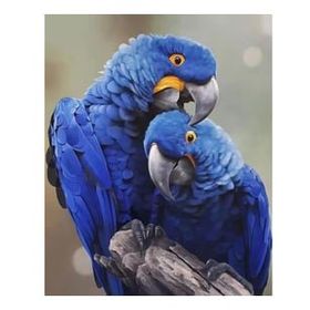 Canvas Hobby Canvas Papağan 70 x 90 cm Kasnaklı Sayılarla Boyama Seti